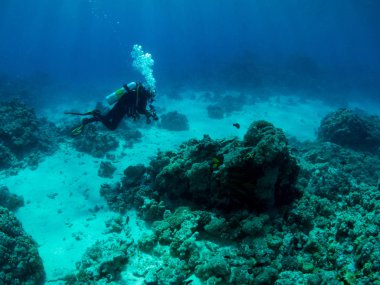 Sualtı canlıları ile deniz dibinin