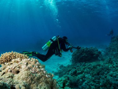 Sualtı canlıları ile deniz dibinin