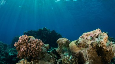 Sualtı canlıları ile deniz dibinin