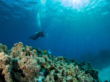 Sualtı canlıları ile deniz dibinin