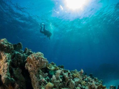 Sualtı canlıları ile deniz dibinin