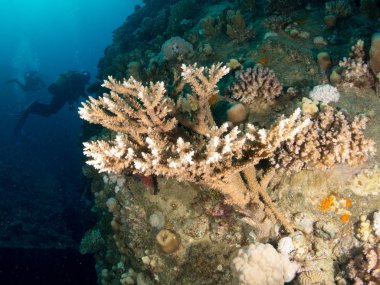 Sualtı canlıları ile deniz dibinin