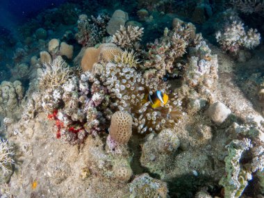 Sualtı canlıları ile deniz dibinin