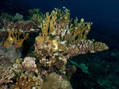 Sualtı canlıları ile deniz dibinin