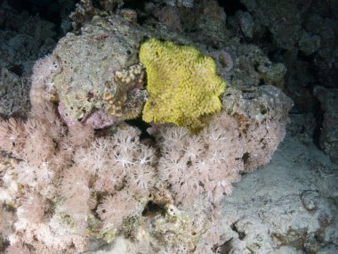 Sualtı canlıları ile deniz dibinin