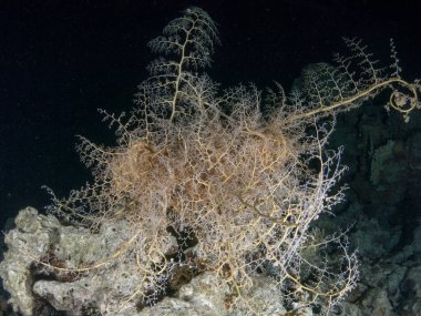 Sualtı canlıları ile deniz dibinin