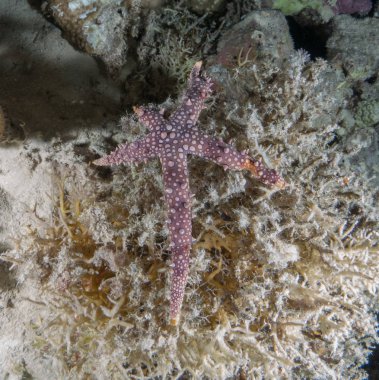 Sualtı canlıları ile deniz dibinin