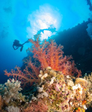 Sualtı canlıları ile deniz dibinin