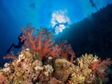 Sualtı canlıları ile deniz dibinin