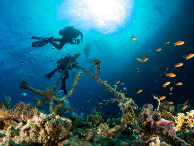 Sualtı canlıları ile deniz dibinin