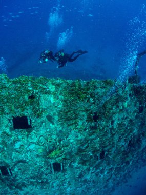 Sualtı canlıları ile deniz dibinin