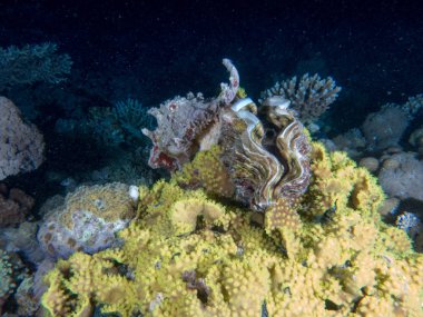 Sualtı canlıları ile deniz dibinin