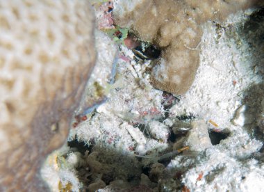 Sualtı canlıları ile deniz dibinin