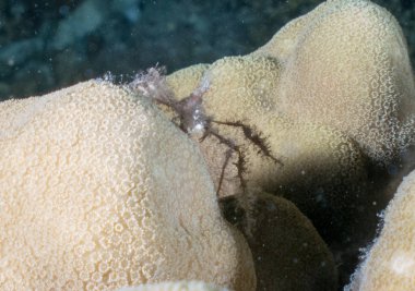 Sualtı canlıları ile deniz dibinin