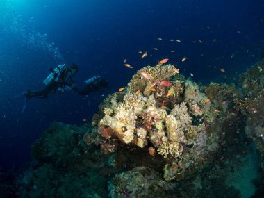 Sualtı canlıları ile deniz dibinin