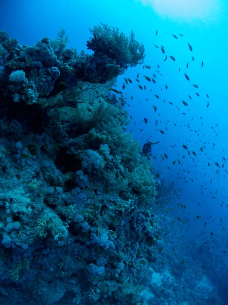 Морское Дно Подводной Жизнью — стоковое фото