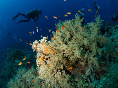 Sualtı canlıları ile deniz dibinin
