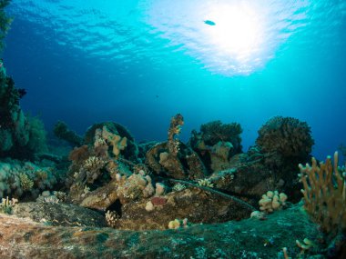 Sualtı canlıları ile deniz dibinin