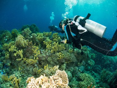 Sualtı canlıları ile deniz dibinin
