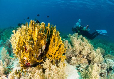 Sualtı canlıları ile deniz dibinin