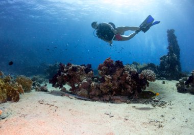 Sualtı canlıları ile deniz dibinin