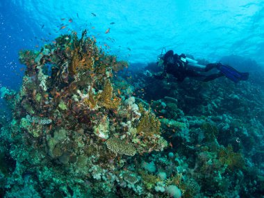 Sualtı canlıları ile deniz dibinin