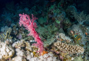 Sualtı canlıları ile deniz dibinin