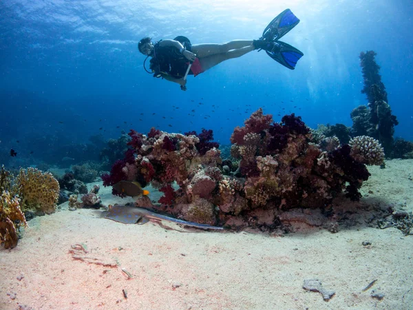 Sualtı canlıları ile deniz dibinin