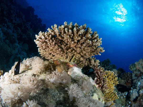 Sualtı canlıları ile deniz dibinin