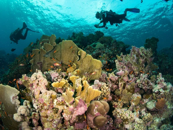 Sualtı canlıları ile deniz dibinin