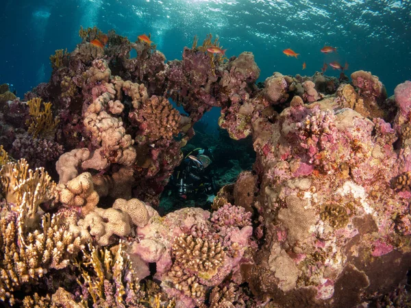 Seabed Underwater Life — Stock Photo, Image