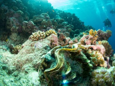 Sualtı canlıları ile deniz dibinin