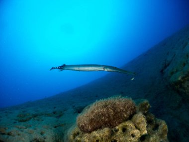 Sualtı canlıları ile deniz dibinin