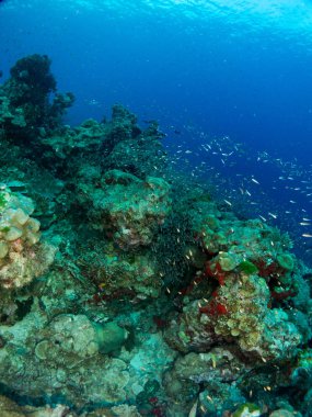Sualtı canlıları ile deniz dibinin