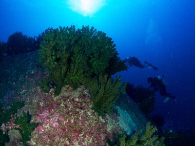 Sualtı canlıları ile deniz dibinin