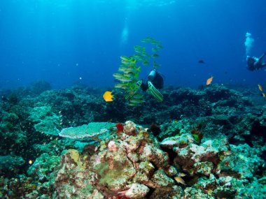 Sualtı canlıları ile deniz dibinin