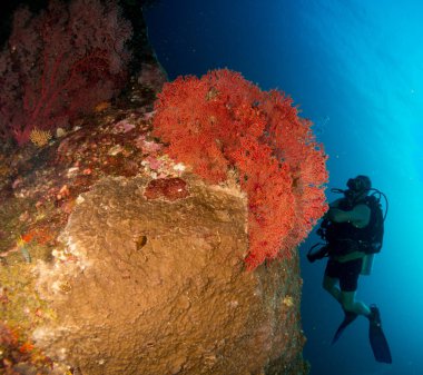Sualtı canlıları ile deniz dibinin