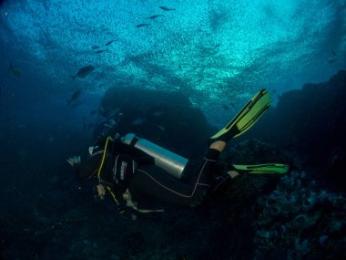 Sualtı canlıları ile deniz dibinin