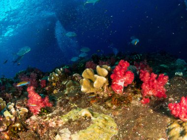 Sualtı canlıları ile deniz dibinin