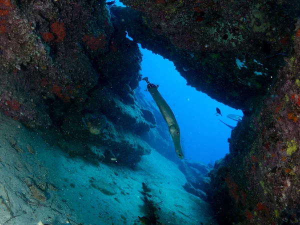 Sualtı canlıları ile deniz dibinin
