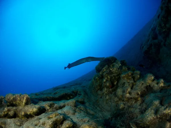 Sualtı Canlıları Ile Deniz Dibinin — Stok fotoğraf