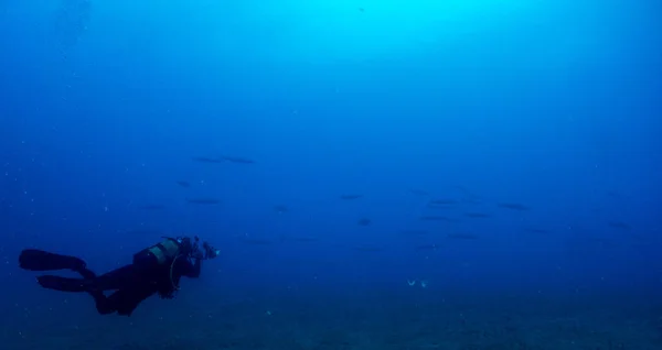 Havsbotten Med Undervattens Liv — Stockfoto