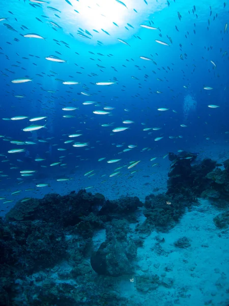 Морское Дно Подводной Жизнью — стоковое фото