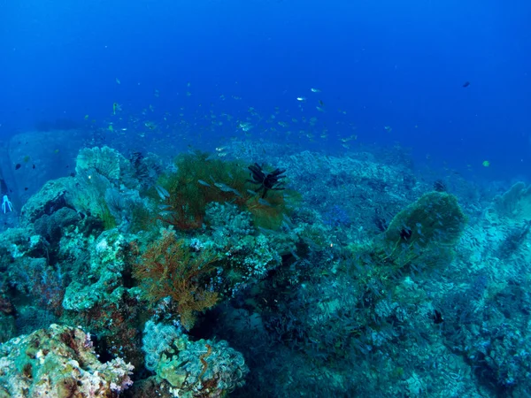 Seabed Underwater Life — Stock Photo, Image