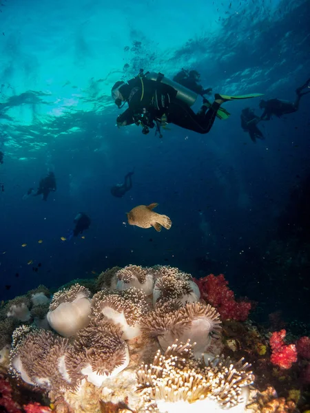 Fonds Marins Avec Vie Sous Marine — Photo