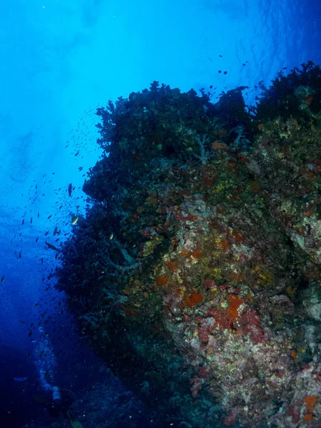 Sualtı canlıları ile deniz dibinin