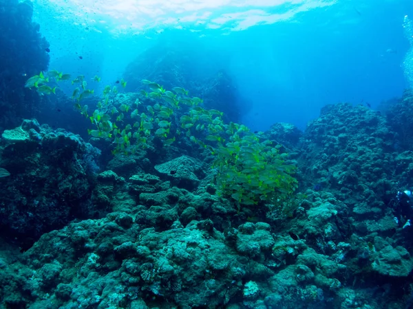 Seabed Underwater Life — Stock Photo, Image