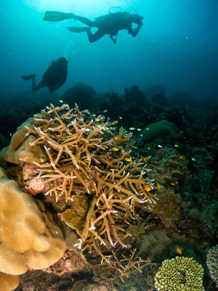 Sualtı canlıları ile deniz dibinin