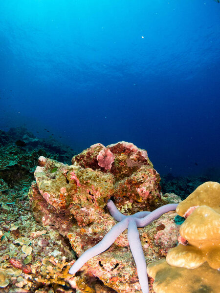 seabed with underwater life