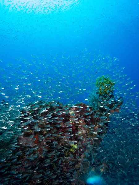 Meeresboden Mit Unterwasserleben — Stockfoto